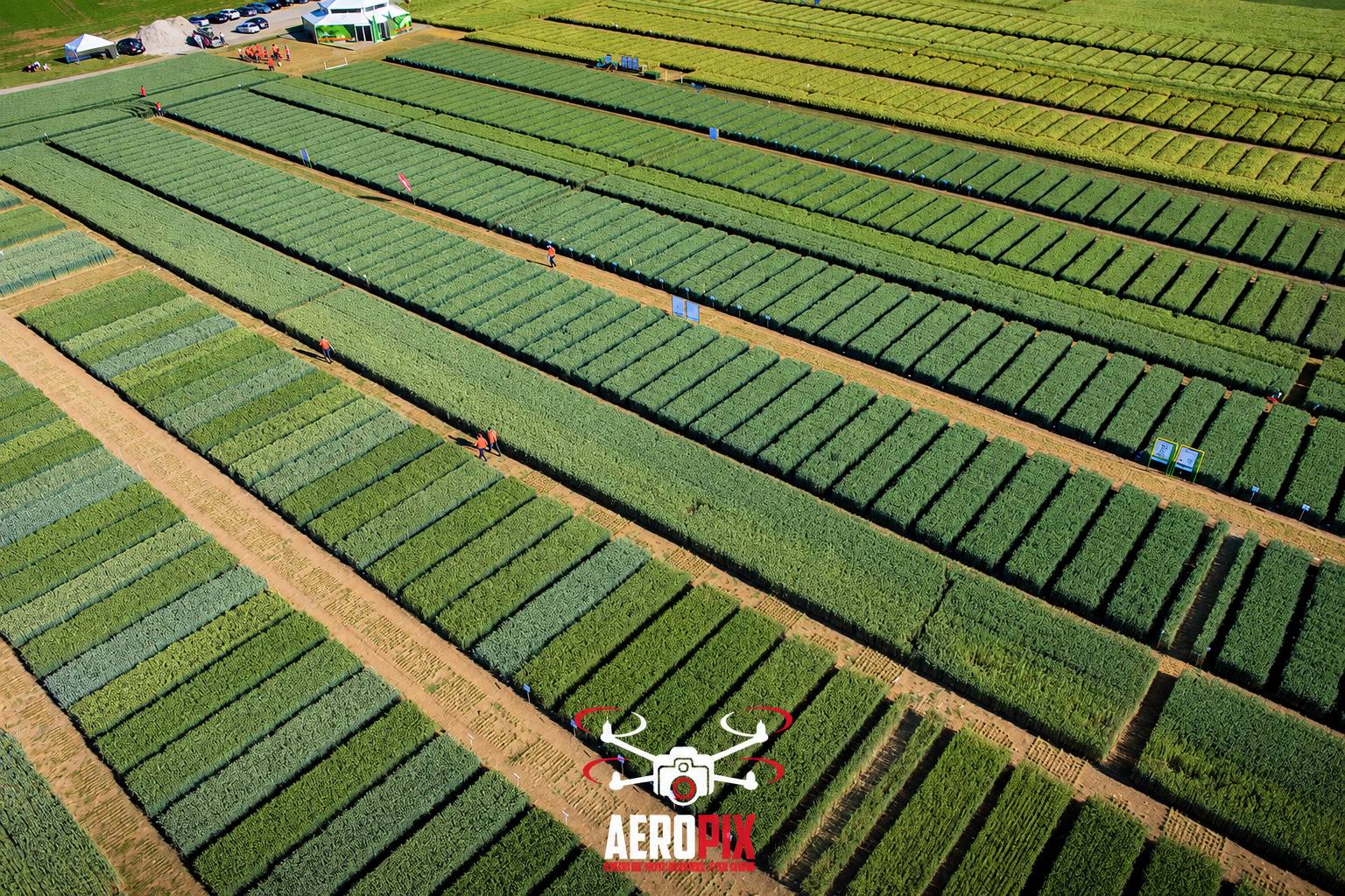 Photo prise par drone de nombreuses parcelles de céréales aux teintes vertes et jaunes, avec quelques personnes et des véhicules garés en haut de l'image.